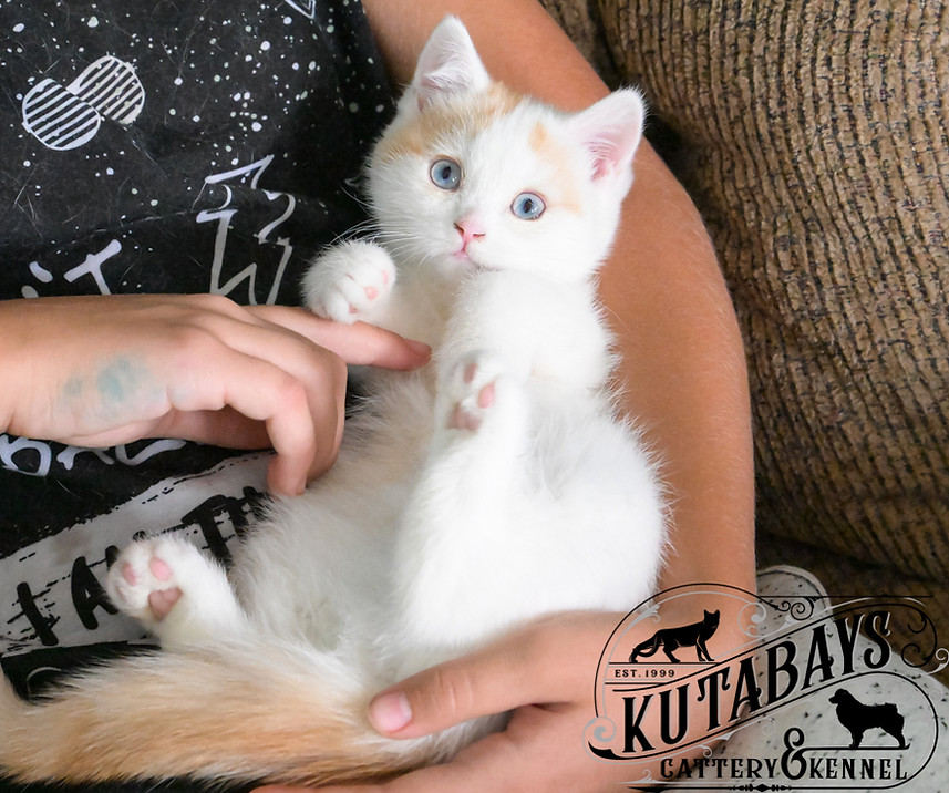Amazing British Shorthair Kittens Available